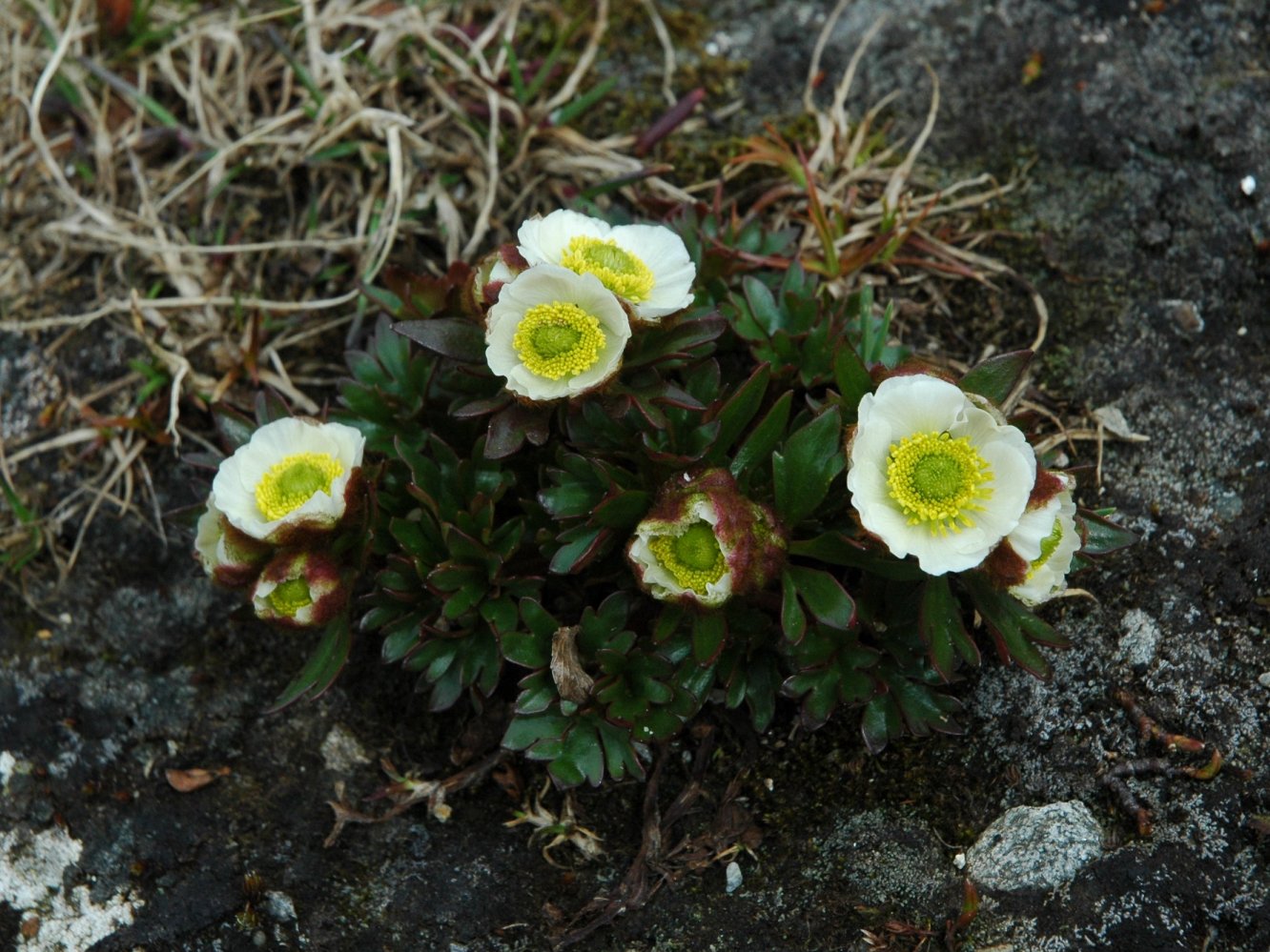 Ranunculus alpestris e Ranunculus glacialis